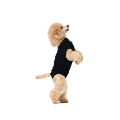 Suitical Recovery Suit Hond - Zwart 24 Suitical Recovery Suit Hond - Zwart -Beste Dierenartikelen Winkel 110af23eff5774a4baf1645241a40fcd6618f258cba0bc51b6276d6a97df4728 3