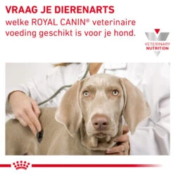 Royal Canin VCN - Mature Consult - Pouch -Beste Dierenartikelen Winkel LL3VUYsaginBKbW5AnznYAIIgi9gwT metaR0FTVFJPSU5URVNUSU5BTC1ISUdILUZJQlJFLTkuanBn