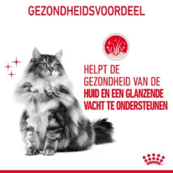 Royal Canin Hair & Skin In Jelly - Kattenvoer 19 Royal Canin Hair & Skin In Jelly - Kattenvoer -Beste Dierenartikelen Winkel SPhmp0XF7C5VG0uOaY8KhmP2YCmfvp metaUm95YWwtQ2FuaW4tSGFpci0mLVNraW4taW4tSmVsbHlfMDMuanBn