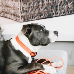 Kentucky Dogwear Sleeplijn Soft Rubber -Beste Dierenartikelen Winkel Z7hJO4U8M4yO4VCMyrYAsUNetjfxHP metaS2VudHVja3ktRG9nd2Vhci1TbGVlcGxpam4tU29mdC1SdWJiZXItb3JhbmdlLXNmZWVyLTMucG5n