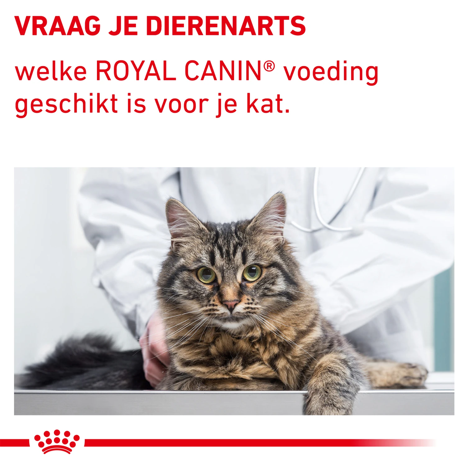 Royal Canin VCN - Mature Consult Balance - Cat - Maaltijdzakje 5 Royal Canin VCN - Mature Consult Balance - Cat - Maaltijdzakje - Afbeelding 5