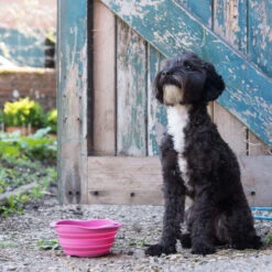 Beco Travel Bowl 22 Beco Travel Bowl -Beste Dierenartikelen Winkel beco travel bowl 136393 2000 none