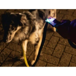 Beeztees Safety Gear Parinca Premium Hondenriem -Beste Dierenartikelen Winkel beeztees safety gear parinca premium hondenriem 215036 2000 none