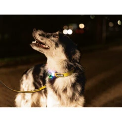 Beeztees Safety Gear Parinca Premium Hondenriem -Beste Dierenartikelen Winkel beeztees safety gear parinca premium hondenriem 215048 2000 none