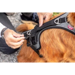 Curli Magnetic Belka Comfort Harness 16 Curli Magnetic Belka Comfort Harness -Beste Dierenartikelen Winkel curli magnetic belka comfort harness 219393 2000 none