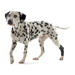 Kruuse Rehab Hakbeschermer -Beste Dierenartikelen Winkel db71eec5e8ba1bad92943ea0e2726d05a6932cce474e33a26dd76e163f0568ca 3