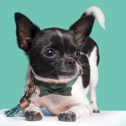 DWAM Halsband Bowie -Beste Dierenartikelen Winkel dwam bowie halsband 186562 1000 none