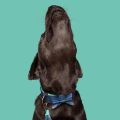 DWAM Halsband Buster -Beste Dierenartikelen Winkel dwam buster halsband 186301 1000 none