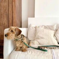 DWAM Hondenriem Ivy -Beste Dierenartikelen Winkel dwam hondenriem ivy 180700 1000 none