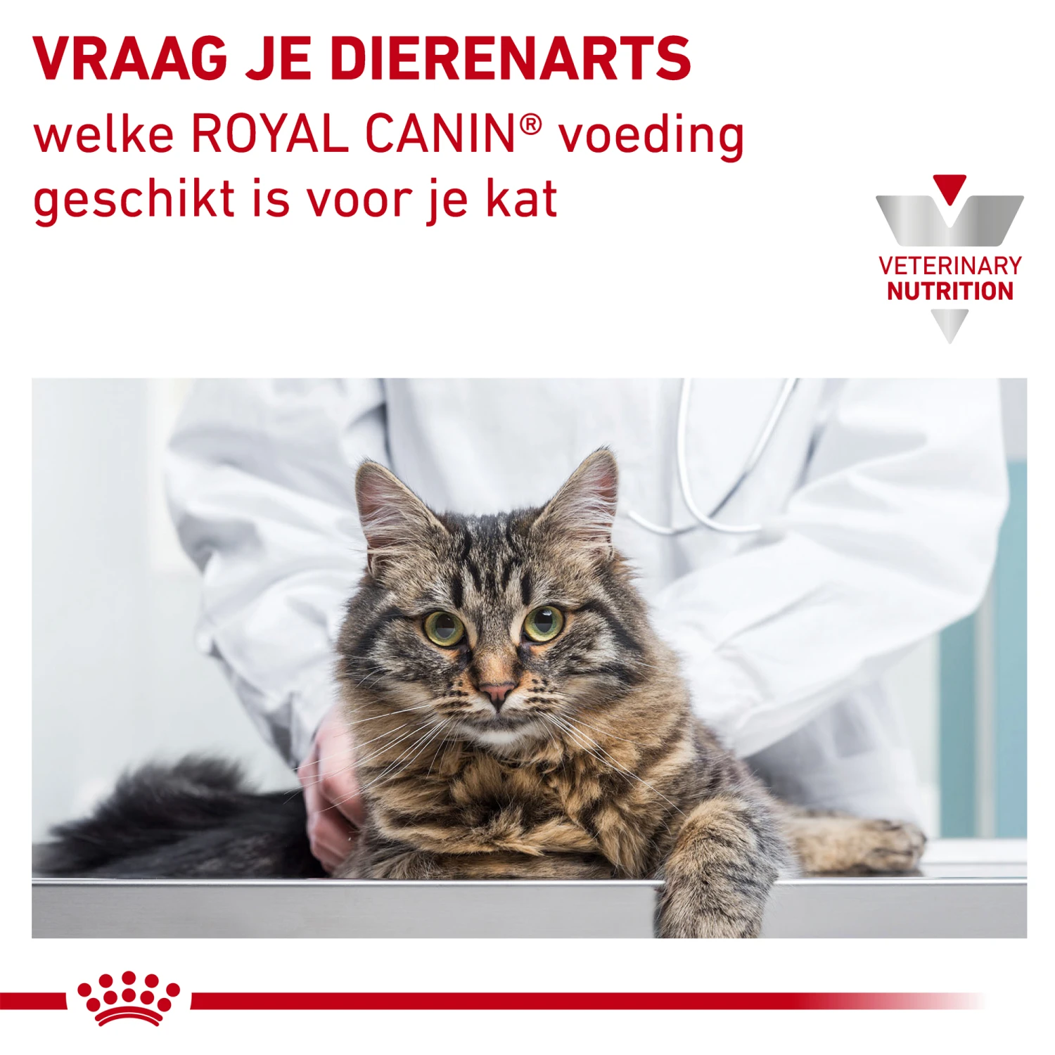 Royal Canin Urinary S/O Kat 9 Royal Canin Urinary S/O Kat - Afbeelding 9