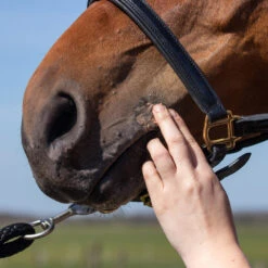 Equi Protecta Paardenzalf 7 Equi Protecta Paardenzalf -Beste Dierenartikelen Winkel equi protecta paardenzalf 161324 1000 none