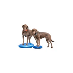 FitPAWS Balance Disc -Beste Dierenartikelen Winkel fitpaws balance disc 151561 1500 none