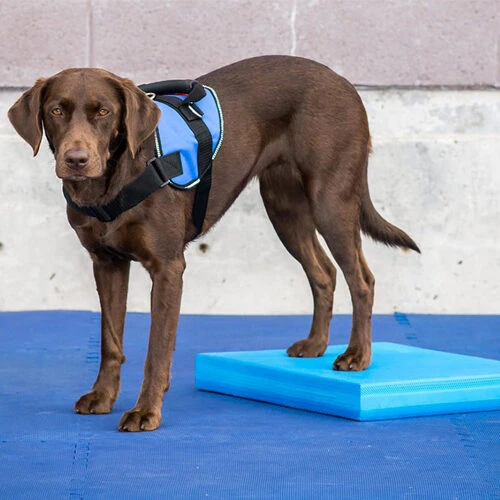 FitPAWS Balance Pad 3 FitPAWS Balance Pad - Afbeelding 3