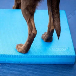 FitPAWS Balance Pad 8 FitPAWS Balance Pad -Beste Dierenartikelen Winkel fitpaws balance pad 176131 0500 none