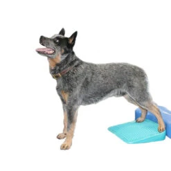 FitPAWS Balance Ramp -Beste Dierenartikelen Winkel fitpaws balance ramp 176143 0500 none