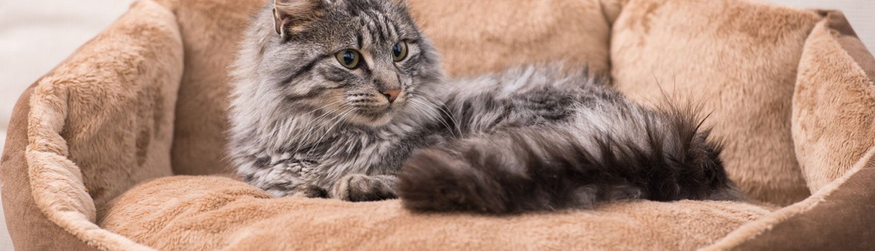 Beste Dierenartikelen Winkel -Beste Dierenartikelen Winkel hhj