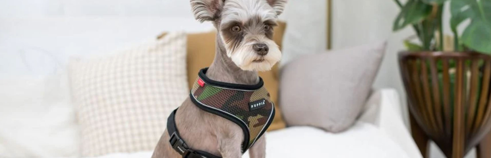 Beste Dierenartikelen Winkel -Beste Dierenartikelen Winkel hjgkj