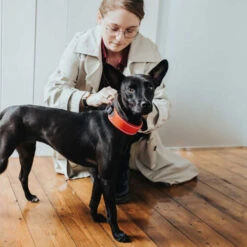 Hunter Halsband Divo -Beste Dierenartikelen Winkel hunter halsband divo 208013 0500 none