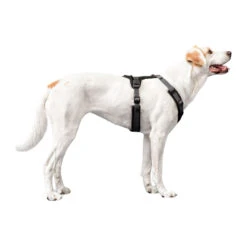 Hunter Harness Maldon -Beste Dierenartikelen Winkel hunter harness maldon 223765 1500 none