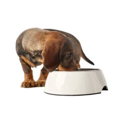 Hunter Melamine Voer- En Drinkbak - Wit -Beste Dierenartikelen Winkel hunter melamine voer en drinkbak wit 169567 0500 none