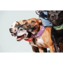 Hurtta Weekend Warrior Collar -Beste Dierenartikelen Winkel hurtta weekend warrior collar 189084 0500 none