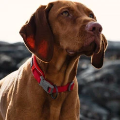 Hurtta Weekend Warrior Eco Collar -Beste Dierenartikelen Winkel hurtta weekend warrior eco collar 135739 0500 none