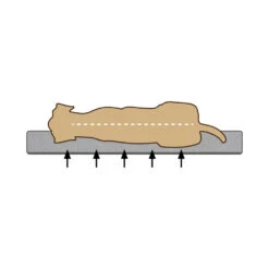 Beeztees Memory Foam Hondenmand Fy -Beste Dierenartikelen Winkel hvCepdrMJ9PHBiBpkQjR5RIwir05OL metaQmVlenRlZXMtTWVtb3J5LUZvYW0tVW1hLUhvbmRlbm1hbmQtb3J0aG9wZWRpc2NoLTIuanBn