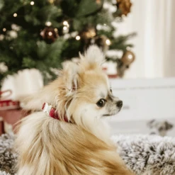 Kentucky Dogwear Corduroy Hondenhalsband 34 Kentucky Dogwear Corduroy Hondenhalsband -Beste Dierenartikelen Winkel kentucky dogwear corduroy hondenhalsband 219200 0500 none