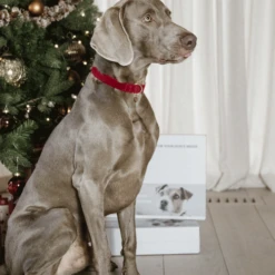 Kentucky Dogwear Corduroy Hondenhalsband 35 Kentucky Dogwear Corduroy Hondenhalsband -Beste Dierenartikelen Winkel kentucky dogwear corduroy hondenhalsband 219201 0500 none