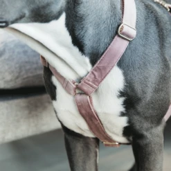 Kentucky Dogwear Hondenharnas Velvet Loop -Beste Dierenartikelen Winkel kentucky dogwear hondenharnas velvet loop 219284 0500 none