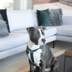 Kentucky Dogwear Hondenharnas Velvet Loop -Beste Dierenartikelen Winkel kentucky dogwear hondenharnas velvet loop 219293 0500 none