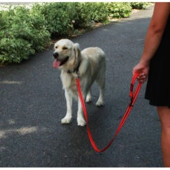 KONG Adjustable Leash -Beste Dierenartikelen Winkel kong adjustable leash zwart 176938 2000 none