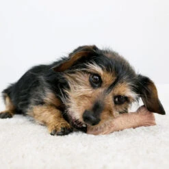 KONG ChewStix Ultra Stick -Beste Dierenartikelen Winkel kong chewstix ultra stick 180856 1000 none