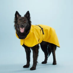 PAIKKA Visibility Raincoat Lite Yellow -Beste Dierenartikelen Winkel mW2Bw3791R8VnpD5P3PKMJkiXIFNZn metaUGFpa2thLVZpc2liaWxpdHktUmFpbmNvYXQtTGl0ZS1ZZWxsb3c0LmpwZw