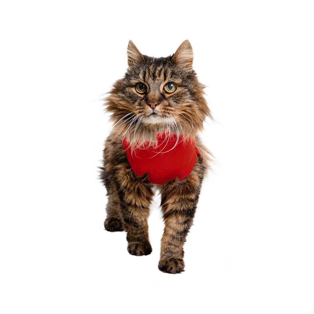 Medical Pet Shirt Kat 8 Medical Pet Shirt Kat - Afbeelding 8