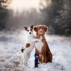 Medical Pet Shirt Boot 31 Medical Pet Shirt Boot -Beste Dierenartikelen Winkel medical pets boot 167509 0500 none