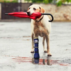 Medical Pet Shirt Boot 32 Medical Pet Shirt Boot -Beste Dierenartikelen Winkel medical pets boot 167512 0500 none