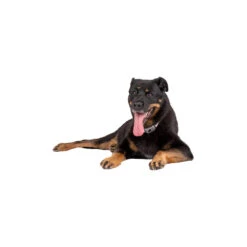 Pavlov Digitale Anti-blaf Halsband 11 Pavlov Digitale Anti-blaf Halsband -Beste Dierenartikelen Winkel pavlov digitale anti blaf halsband 221909 1000 none