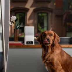 Petcube Bites 2 Lite 10 Petcube Bites 2 Lite -Beste Dierenartikelen Winkel petcube bites 2 lite 221205 0500 none