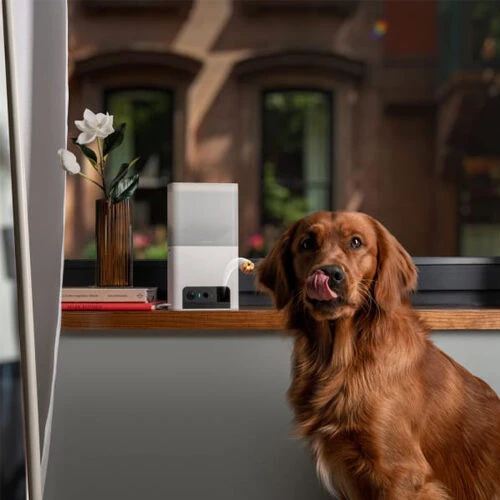 Petcube Bites 2 Lite 5 Petcube Bites 2 Lite - Afbeelding 5