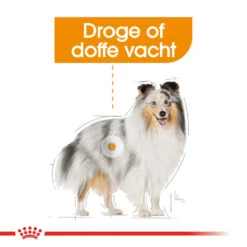 Royal Canin Coat Care Wet - Hondenvoer 13 Royal Canin Coat Care Wet - Hondenvoer -Beste Dierenartikelen Winkel prod 8914 131804 1000 none