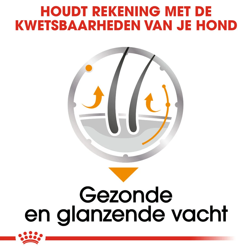 Royal Canin Coat Care Wet - Hondenvoer 6 Royal Canin Coat Care Wet - Hondenvoer - Afbeelding 6