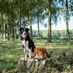 Rebel Petz Verstelbare Duo Riem -Beste Dierenartikelen Winkel rebel petz verstelbare duo riem 208508 2000 none