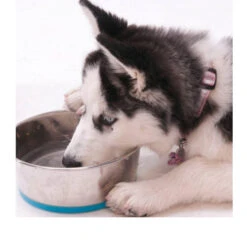Rogz Slurp Bowlz -Beste Dierenartikelen Winkel rogz slurp bowlz 103237 0500 none