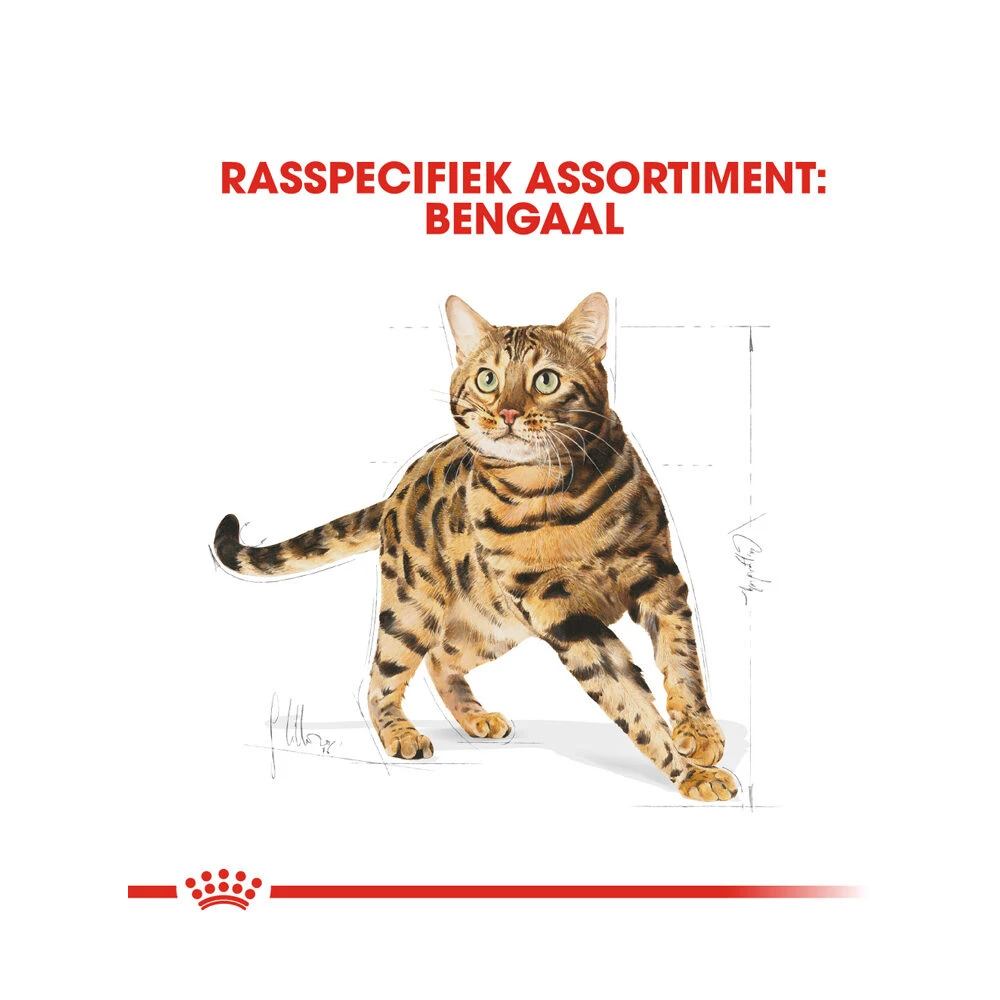 Royal Canin Adult Bengal - Kattenvoer 5 Royal Canin Adult Bengal - Kattenvoer - Afbeelding 5