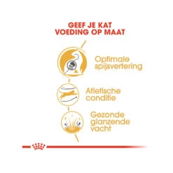 Royal Canin Adult Bengal - Kattenvoer 16 Royal Canin Adult Bengal - Kattenvoer -Beste Dierenartikelen Winkel royal canin adult bengal kattenvoer 175531 1000 none