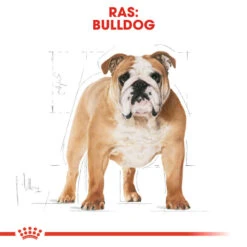 Royal Canin Bulldog Adult - Hondenvoer 11 Royal Canin Bulldog Adult - Hondenvoer -Beste Dierenartikelen Winkel royal canin bulldog adult hondenvoer 159761 1000 none