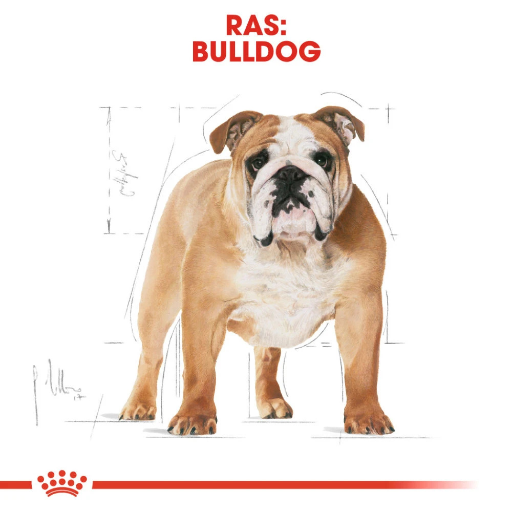 Royal Canin Bulldog Adult - Hondenvoer 4 Royal Canin Bulldog Adult - Hondenvoer - Afbeelding 4