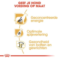 Royal Canin Great Dane Adult - Hondenvoer -Beste Dierenartikelen Winkel royal canin great dane adult hondenvoer 139018 1000 none