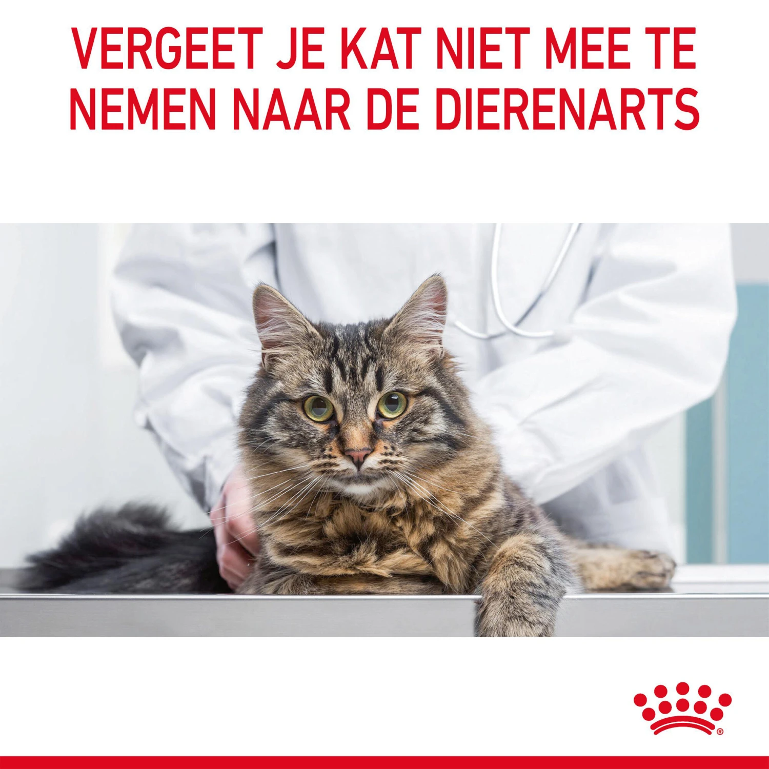 Royal Canin Hairball Care In Jelly - Kattenvoer 5 Royal Canin Hairball Care In Jelly - Kattenvoer - Afbeelding 5